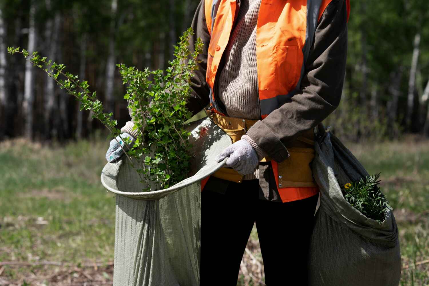 Reliable Superior, CO Tree Service Solutions